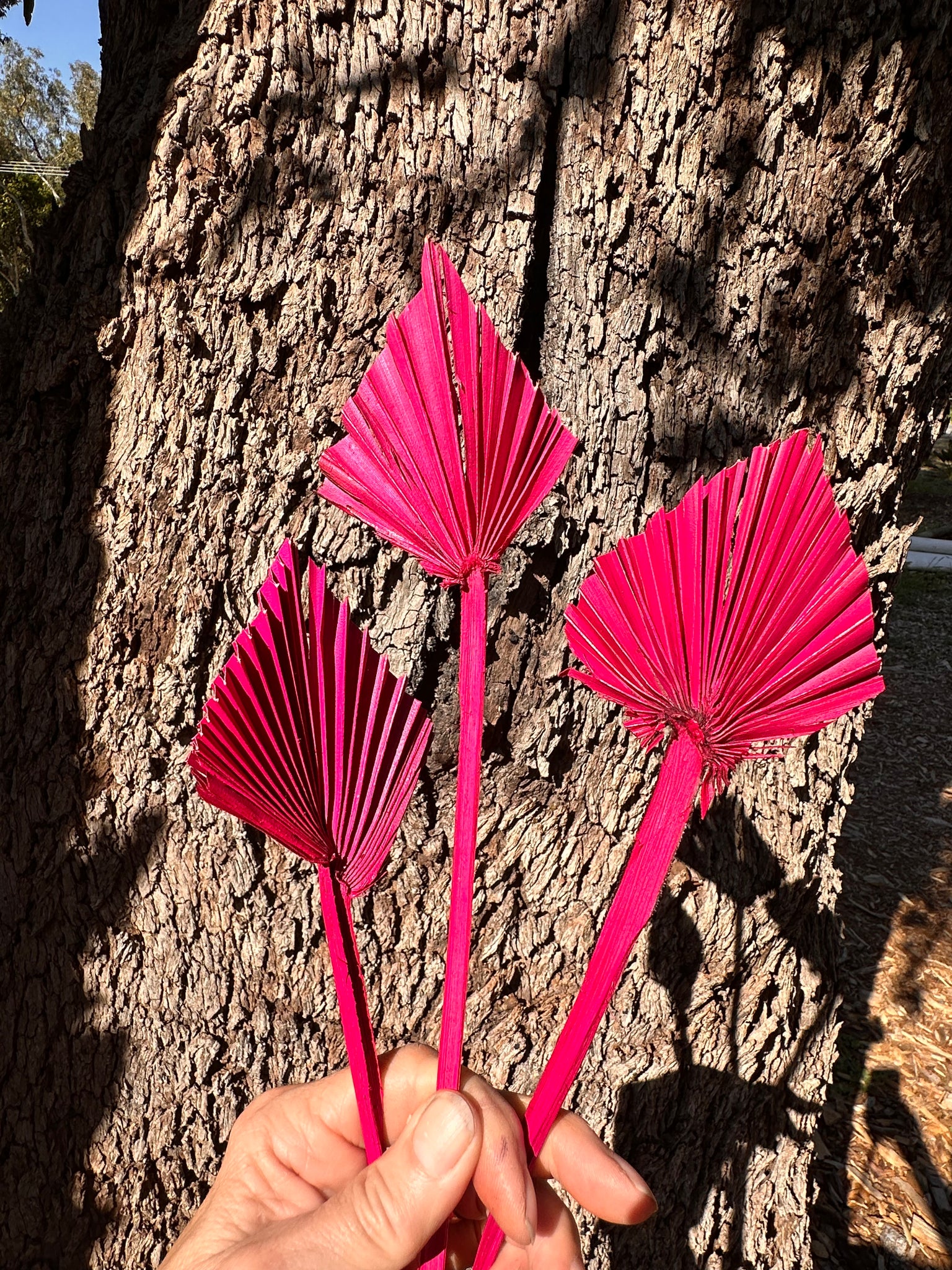 Palm - Mini Spear - Fuchsia Pink  - 5-7 cm - 1 stem