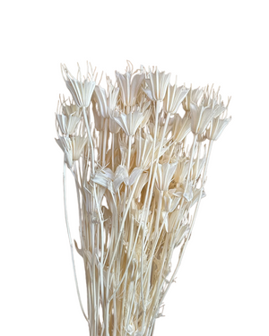 Nigella Pods - Ivory White