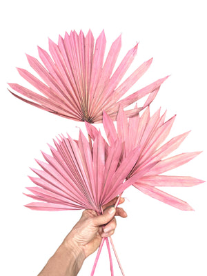 Clearance - Palm - Sun Palms - Vintage Pink - 20-30cm - 1 Stem