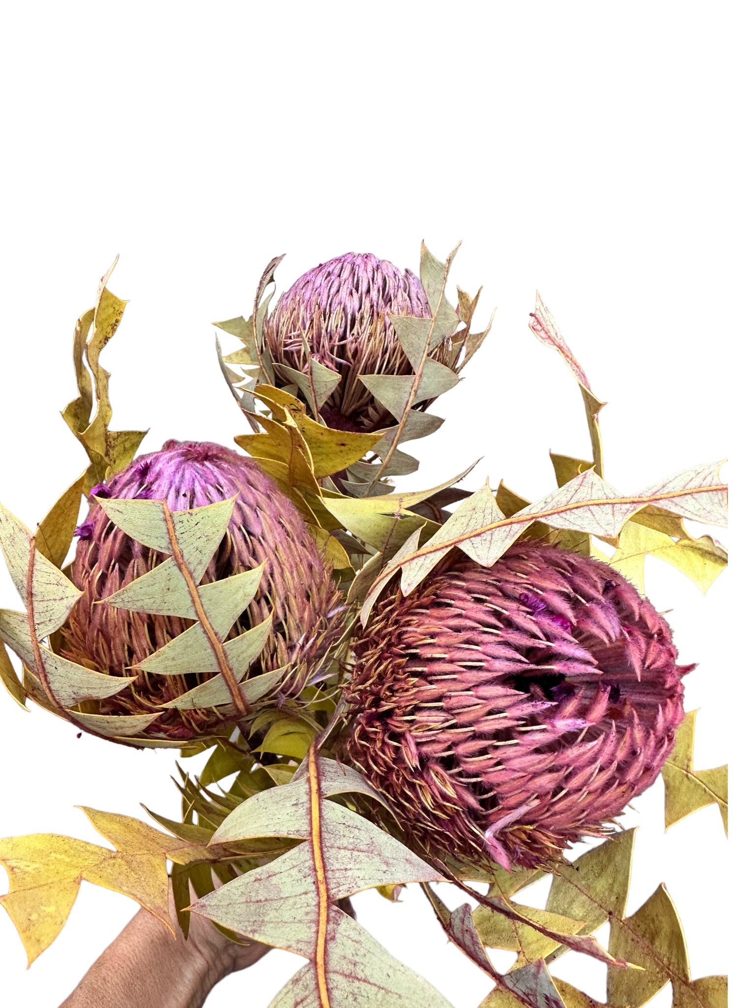 Banksia Baxteri - Pink Lilac