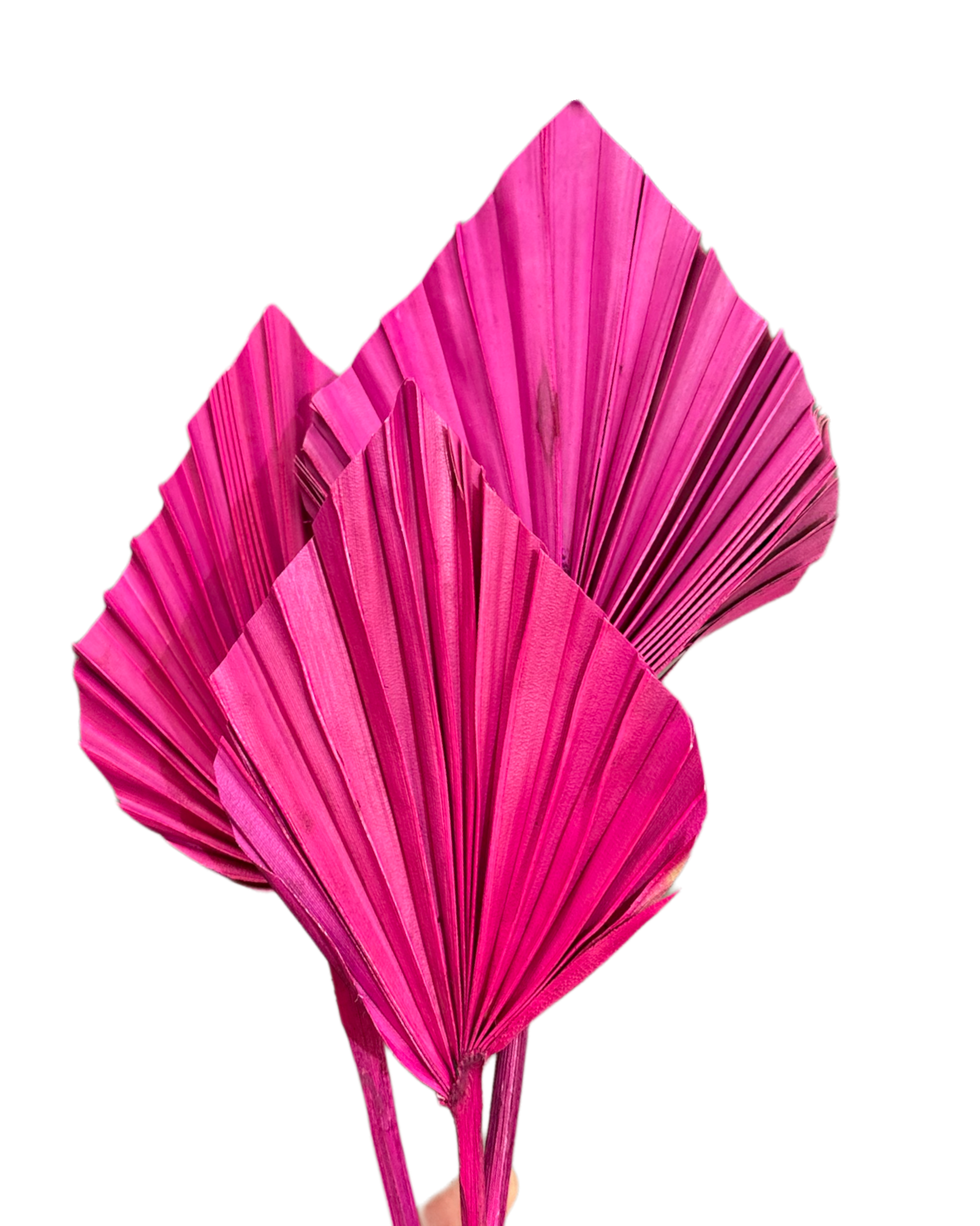 Palm - Thin Stem Spear - Fuchsia Pink - 1 Stem