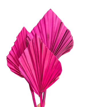 Palm - Thin Stem Spear - Fuchsia Pink - 1 Stem