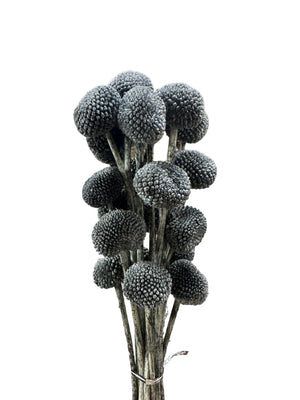Billy Buttons - Dark Grey