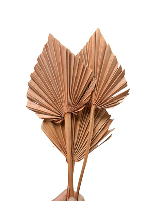 Palm - Thin Stem Spear - Soft Cinnamon Brown Tones - 1 Stem