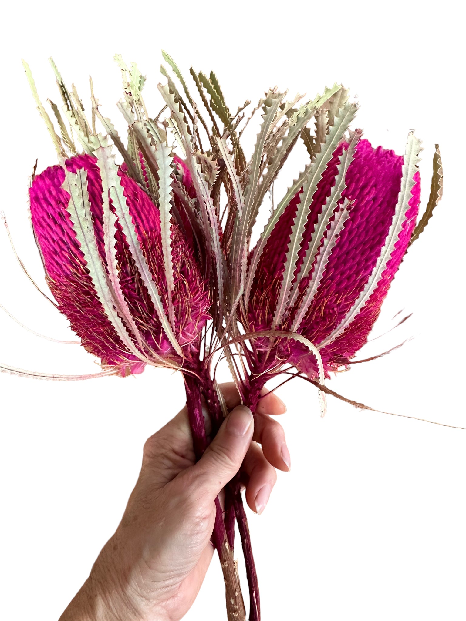 Banksia Hookeriana - Hot Pink - Regular Head & Stem
