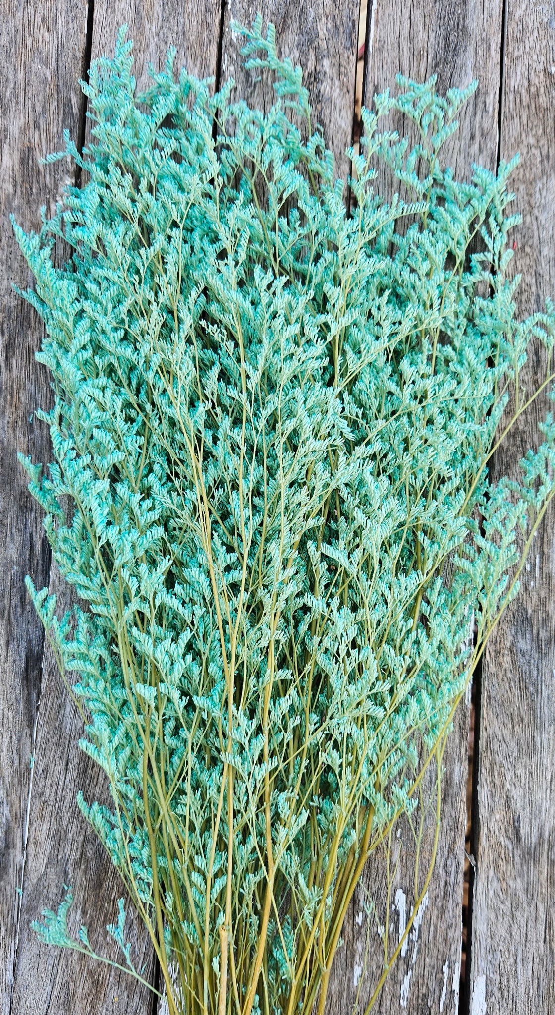 Limonium/Misty/Statice - Pastel Turquoise Green