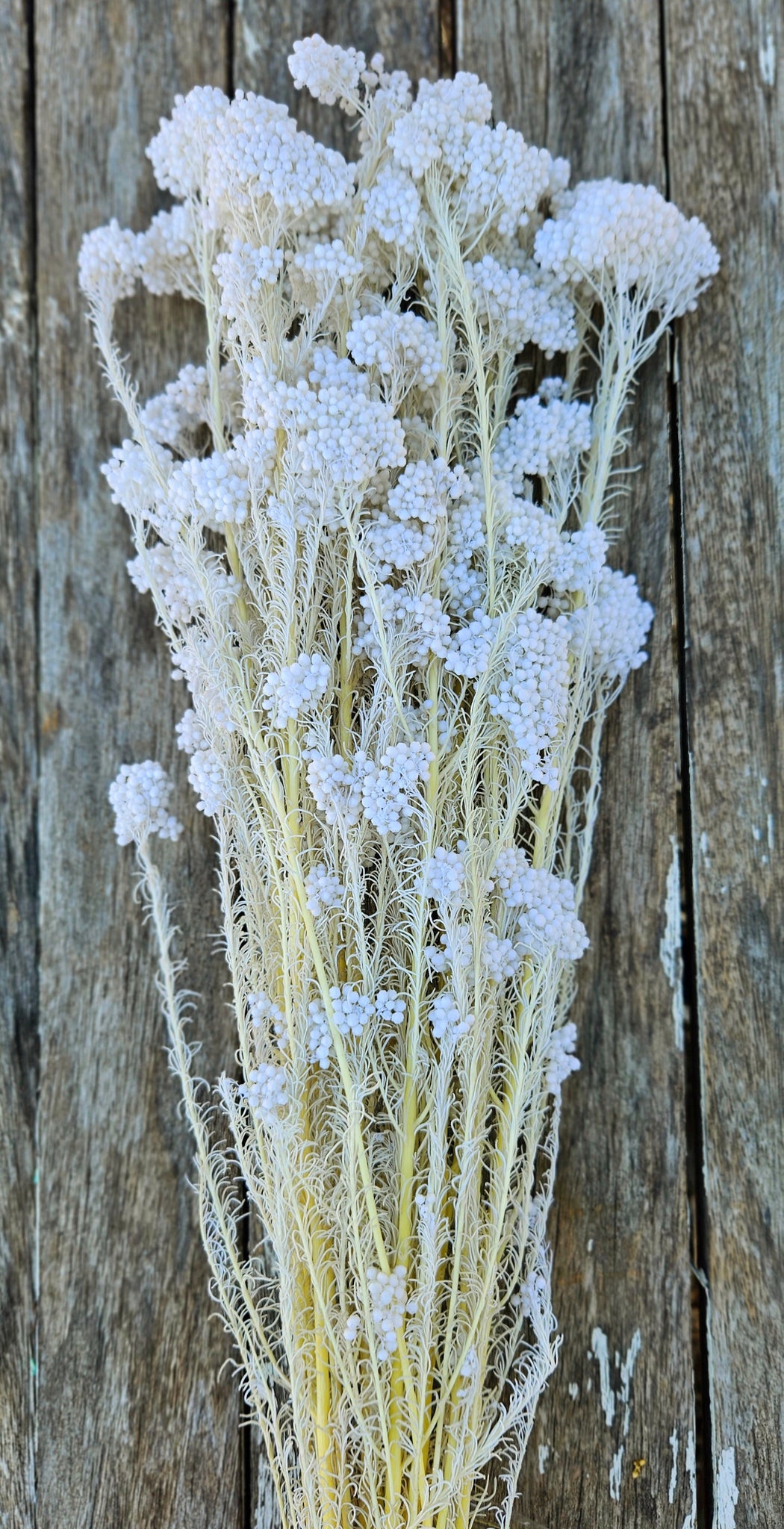 Rice flower - White
