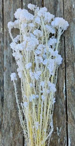Rice flower - White