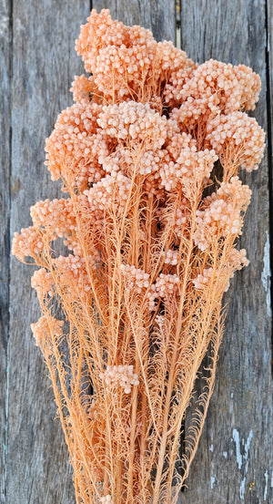 Rice flower - Pastel Orange