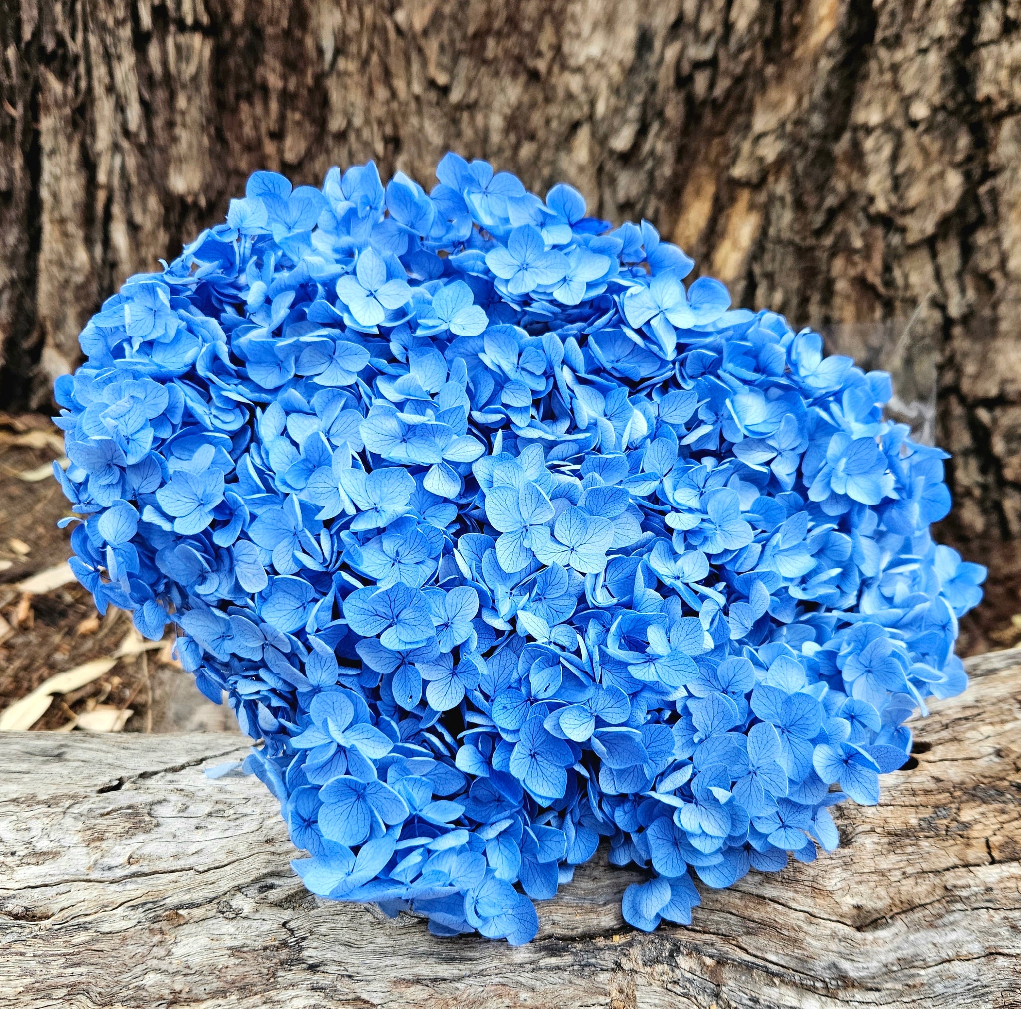 Hydrangea - Azure Blue