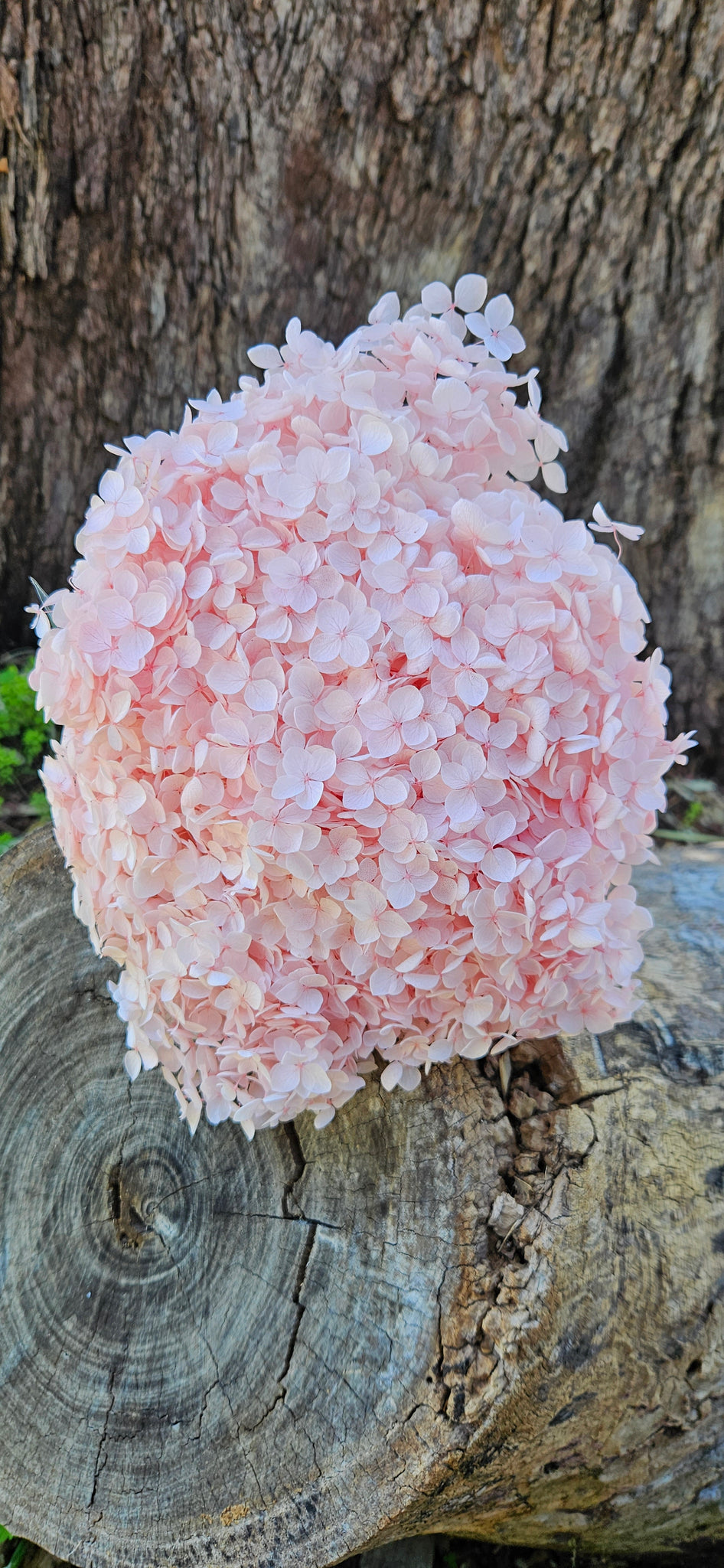 Hydrangea -  Softest Pink