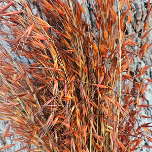 Wild Oats - Autumn Orange - DRIED