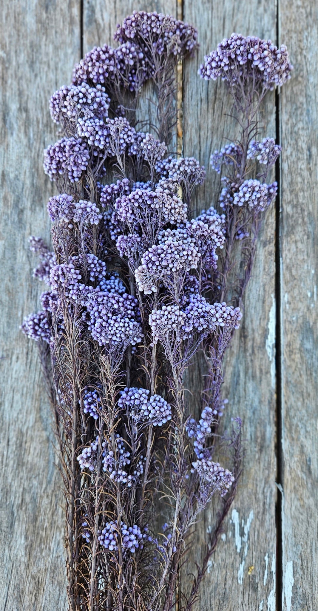 Rice flower - Frosty Blueberry