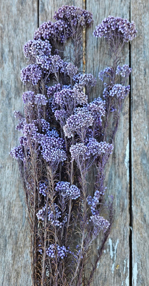 Rice flower - Frosty Blueberry