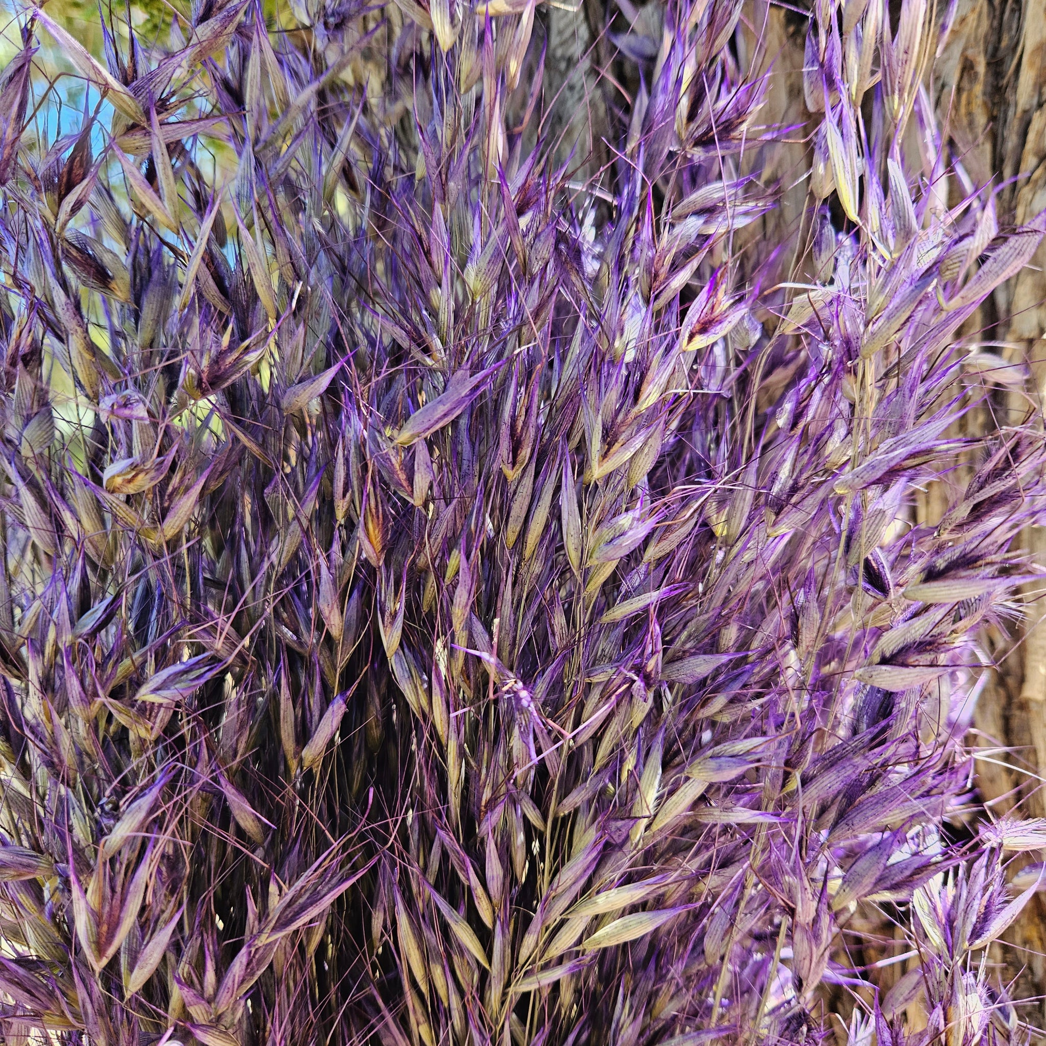 Wild Oats - Lilac purple - DRIED