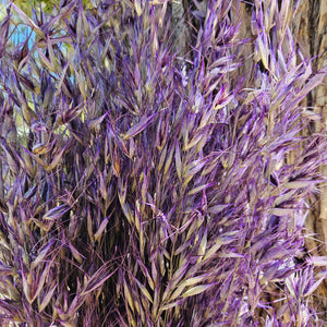 Wild Oats - Lilac purple - DRIED
