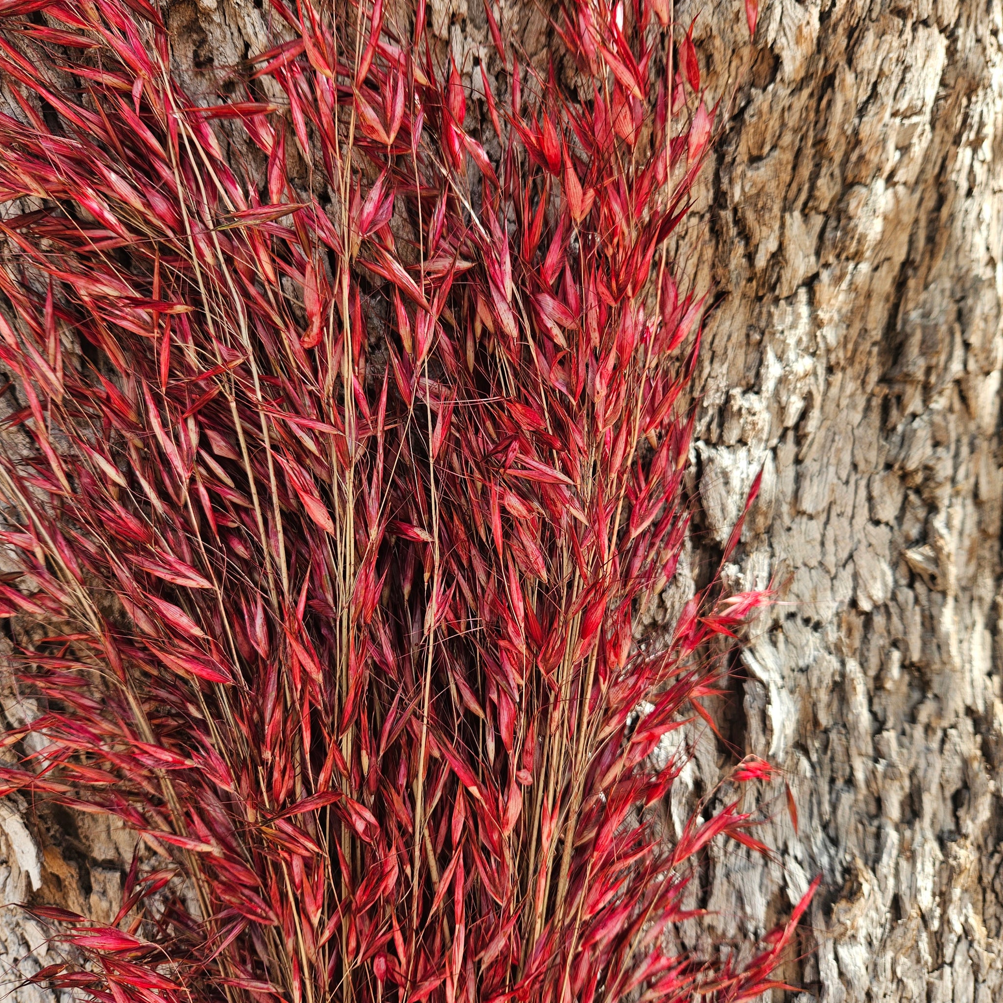 Wild Oats - Raspberry Red - DRIED
