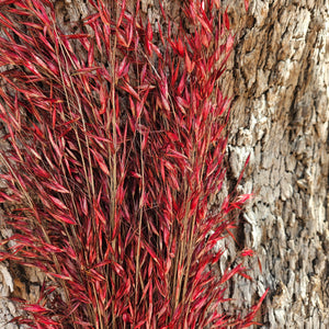 Wild Oats - Raspberry Red - DRIED