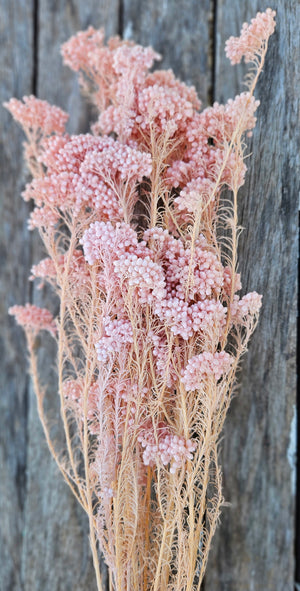 Rice flower - Pastel Pink