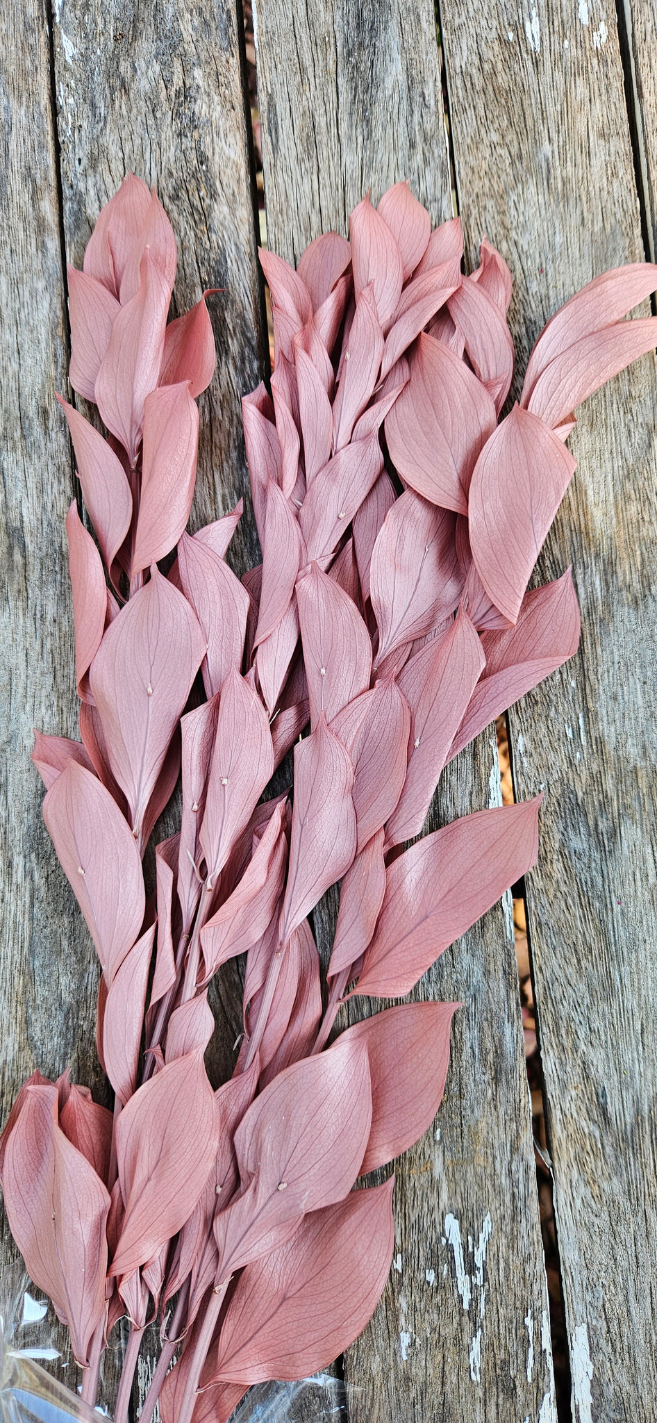 Ruscus - Israeli Large Leaf - Pearl Pink Terracotta