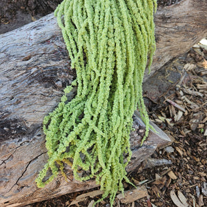 Amaranthus - Soft Lime Green
