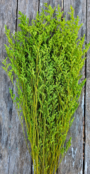 Limonium/Misty/Statice - Rich Olive Green