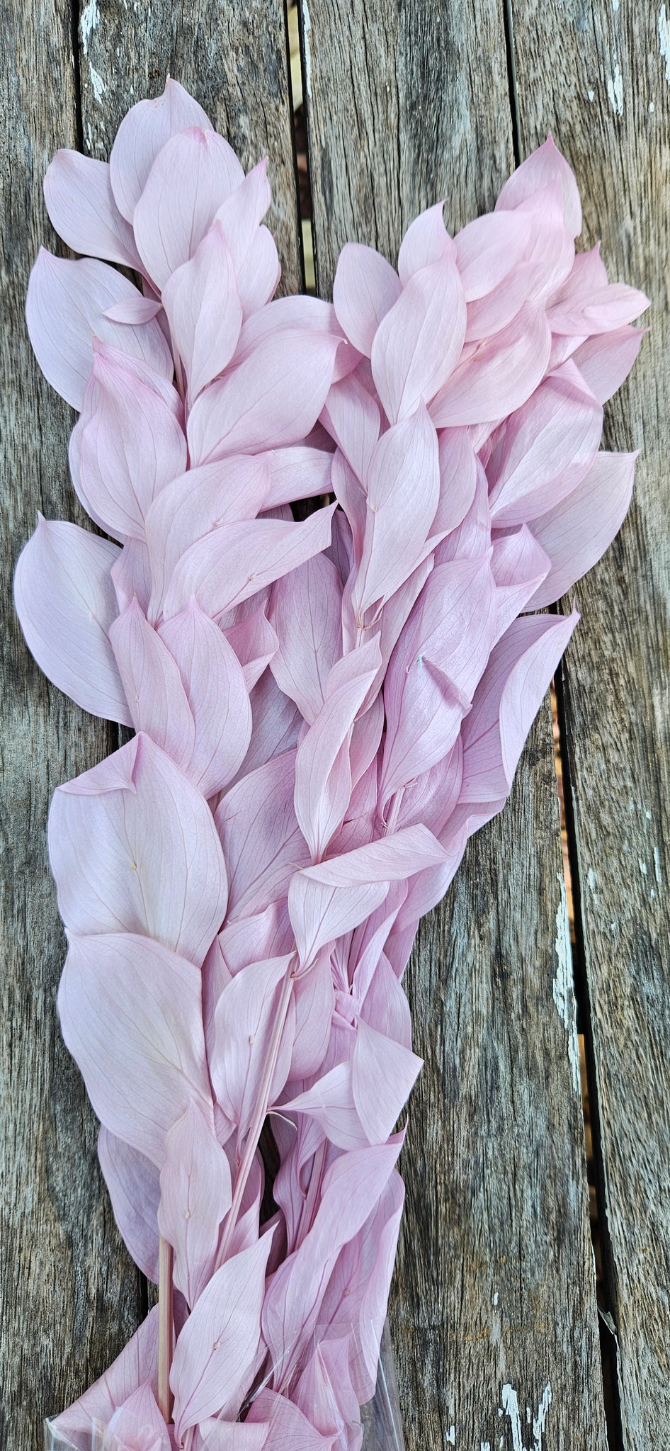 Ruscus - Israeli Large Leaf - Pastel Pink