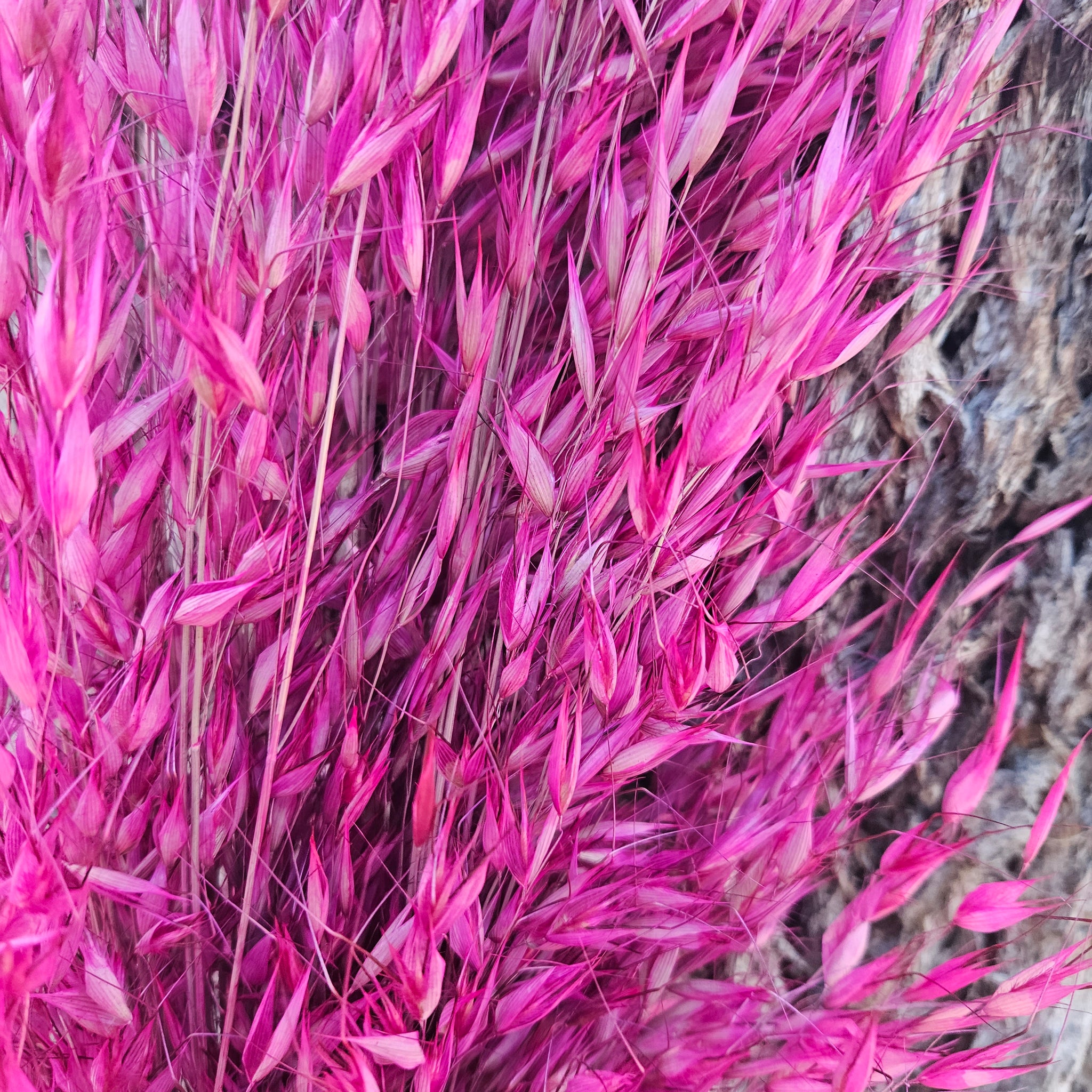 Wild Oats - Fuchsia Pink - DRIED