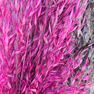 Wild Oats - Fuchsia Pink - DRIED