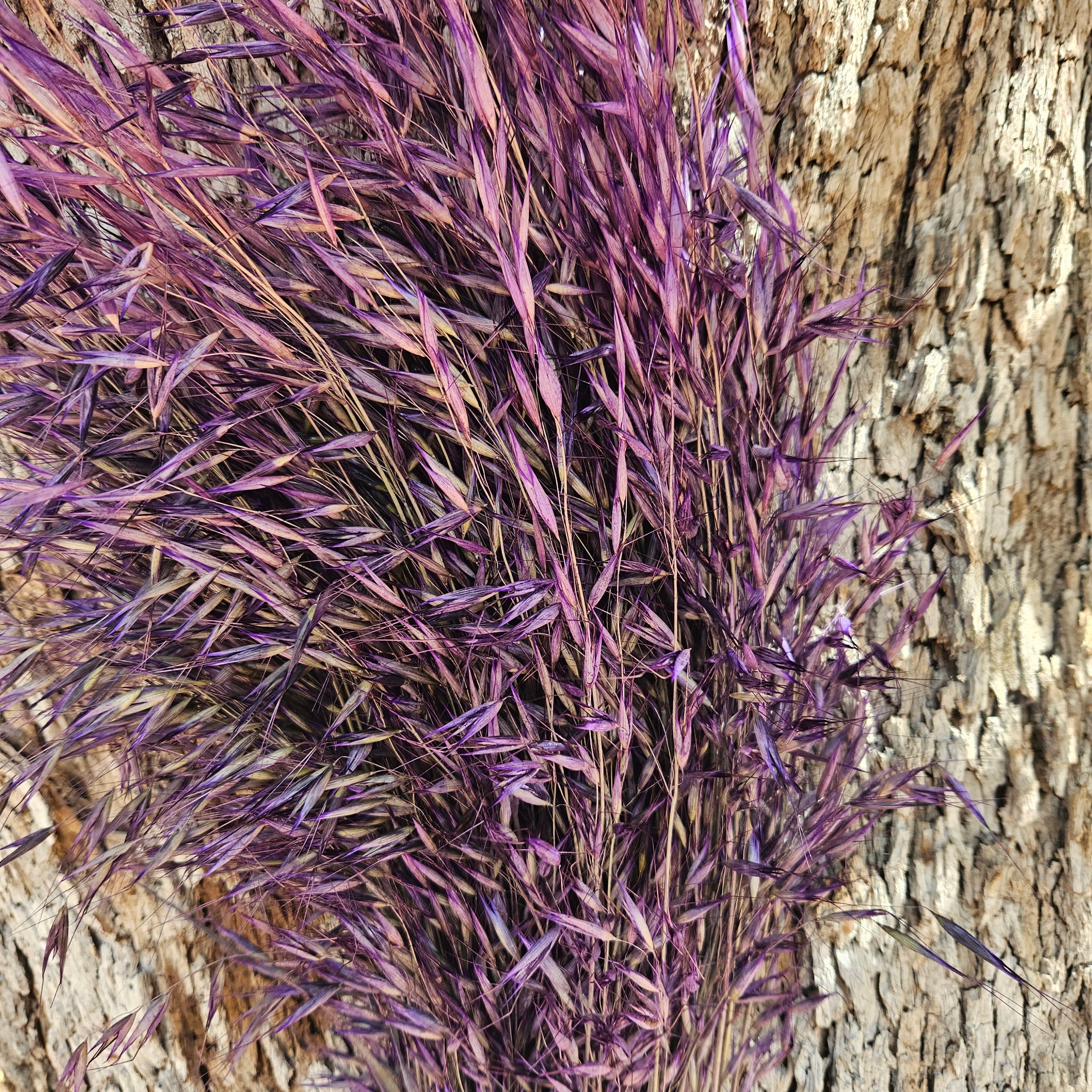 Wild Oats - Indigo purple - DRIED