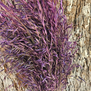 Wild Oats - Indigo purple - DRIED