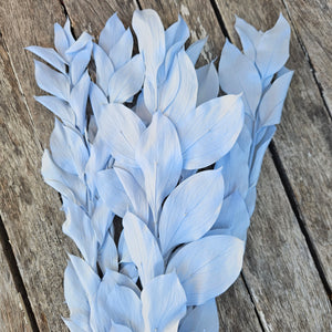 Ruscus - Israeli Large Leaf - Soft Blue