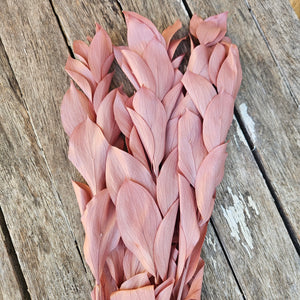 Ruscus - Israeli Large Leaf - Pearl Pink Terracotta