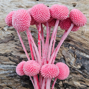 Billy Buttons  - Sweet Pink