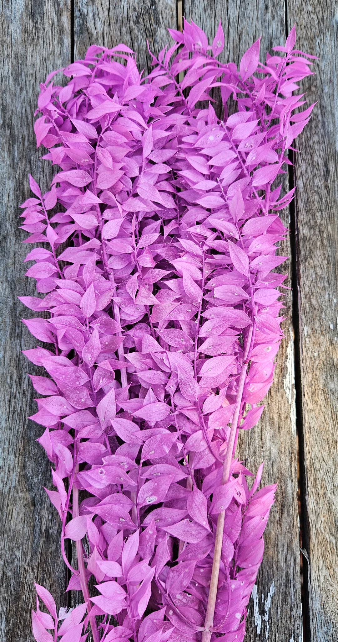 Ruscus Italian - Electric Purpley Pink
