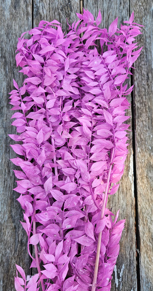 Ruscus Italian - Electric Purpley Pink