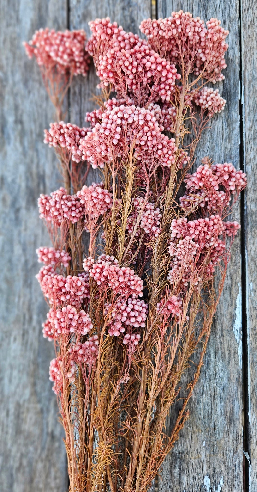 Rice flower - Wild Rose Pink