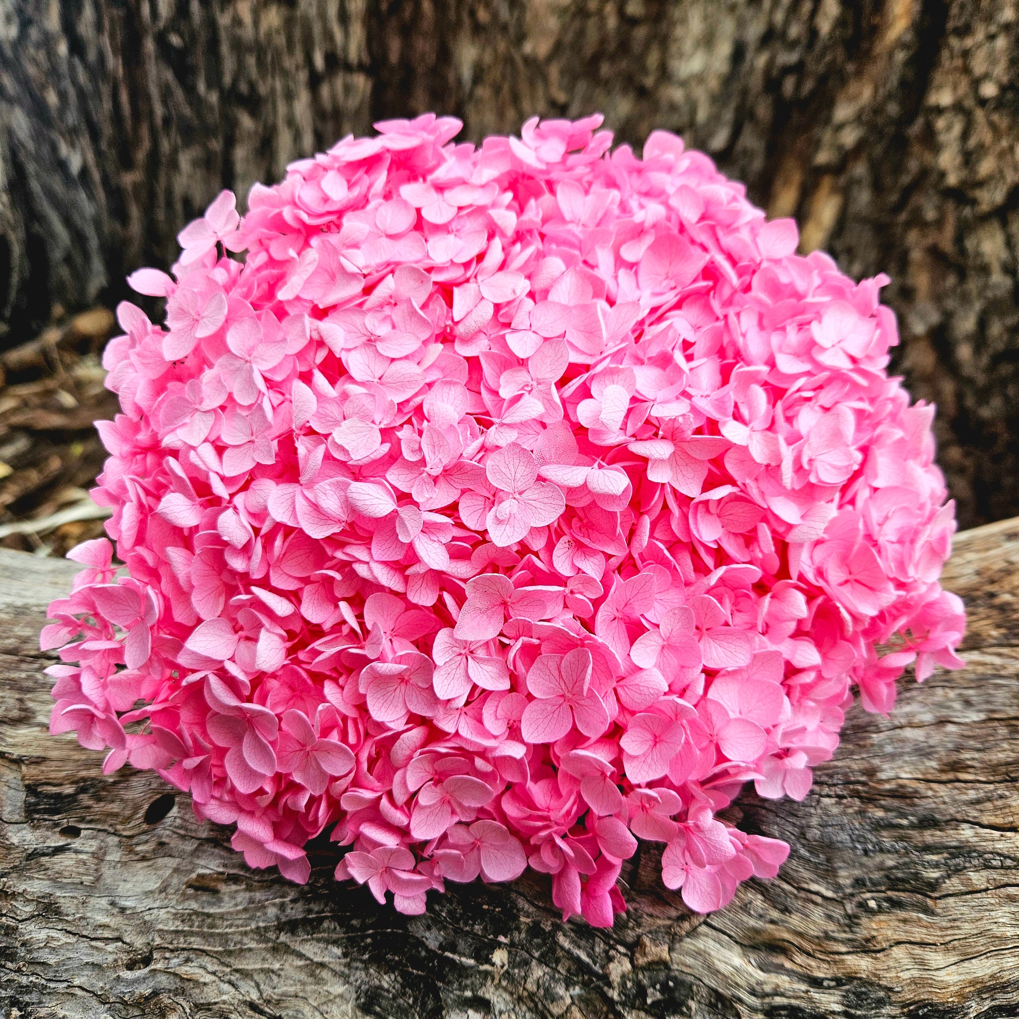 Hydrangea - Candy Pink