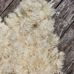 Ming Fern - Creamy Ivory