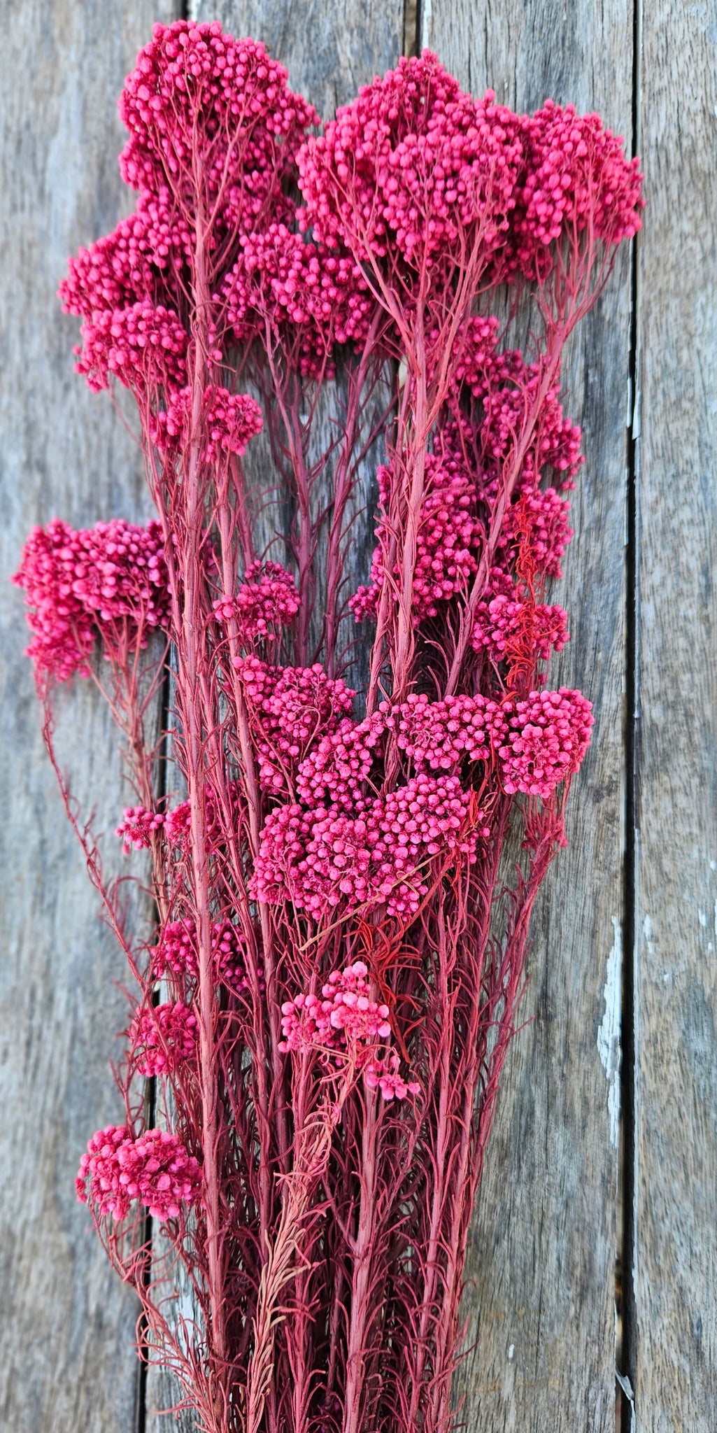 Rice flower - Deep Rose Pink