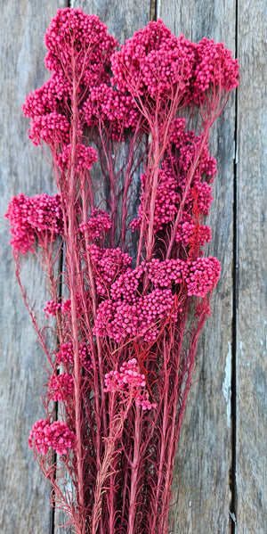 Rice flower - Deep Rose Pink