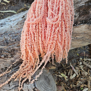 Amaranthus - Soft Salmon Orange