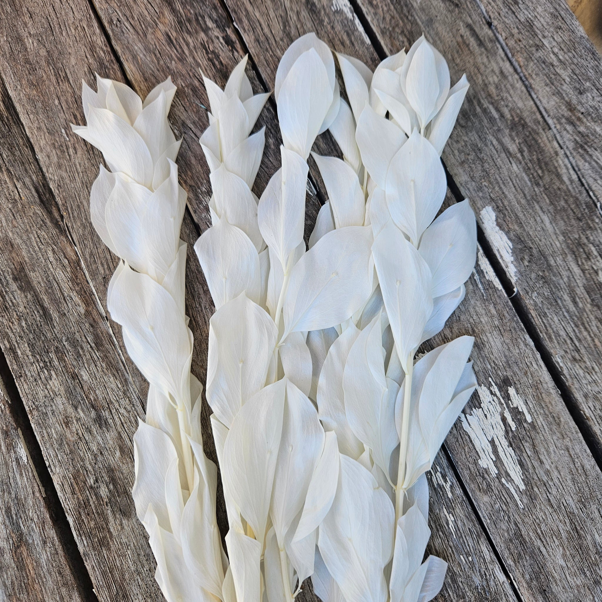 Ruscus - Israeli Large Leaf - White