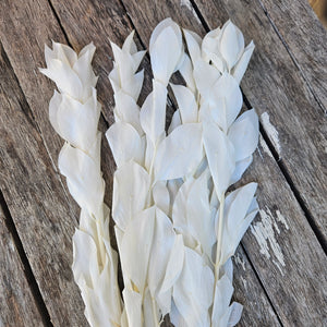 Ruscus - Israeli Large Leaf - White