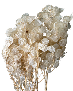 Lunaria/Honesty - Bleached