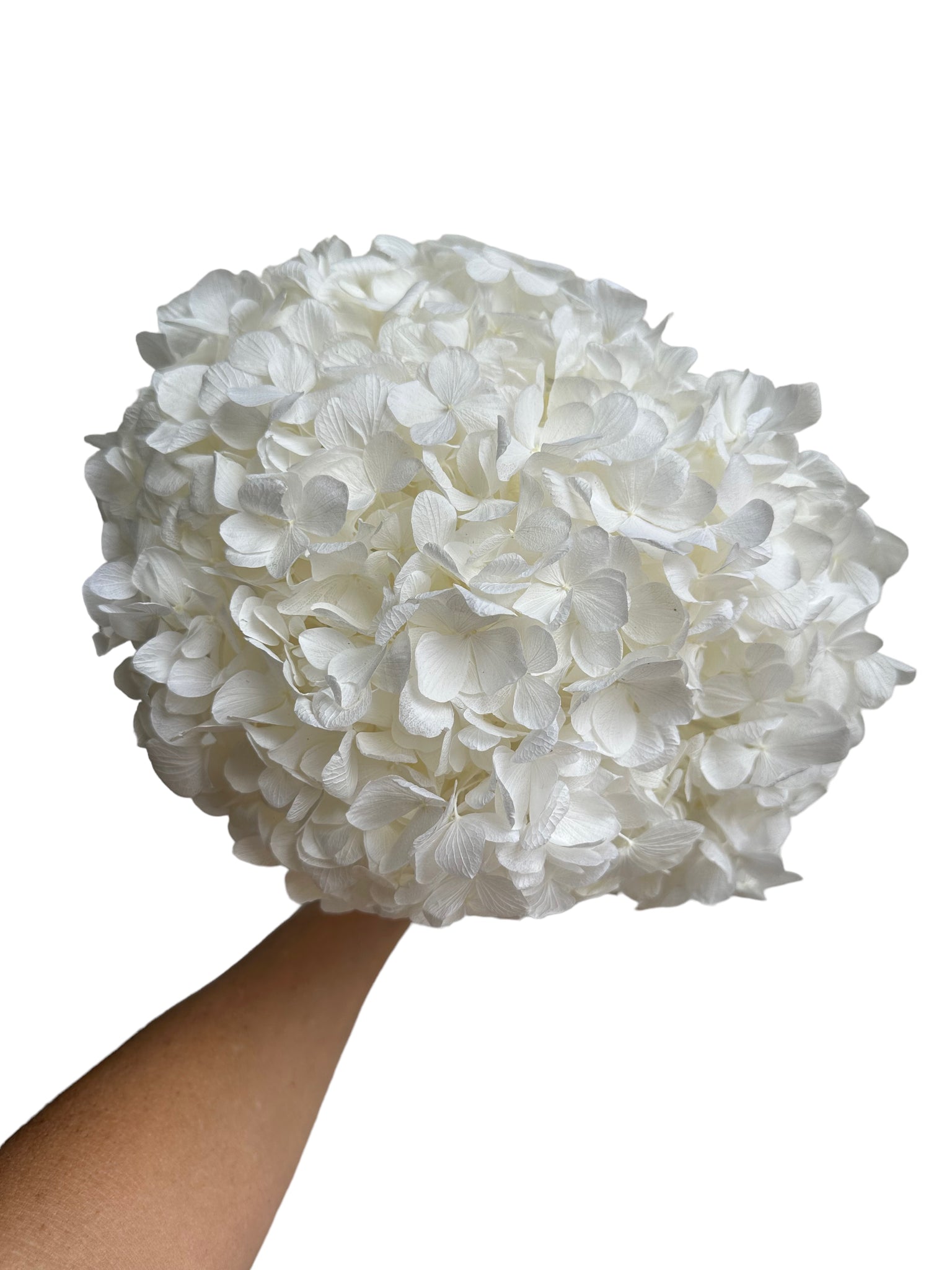 Hydrangea - White - Large Leaf
