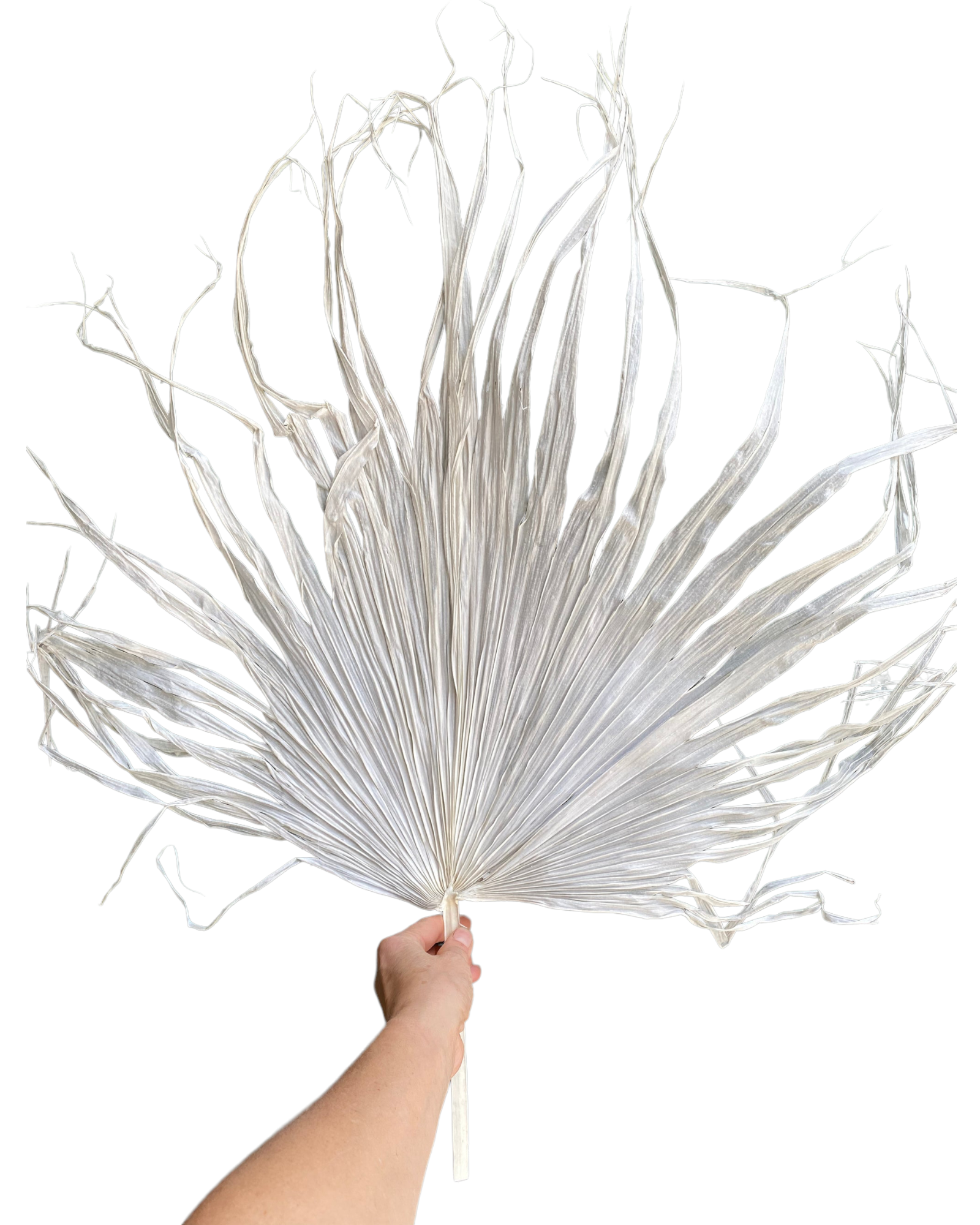 Palm - Messy Bleached - 1 Stem