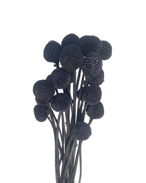 Billy Buttons - Ebony Black