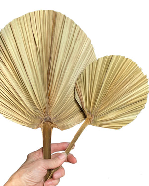 Palm - Natural Round 10cm - 1 Stem