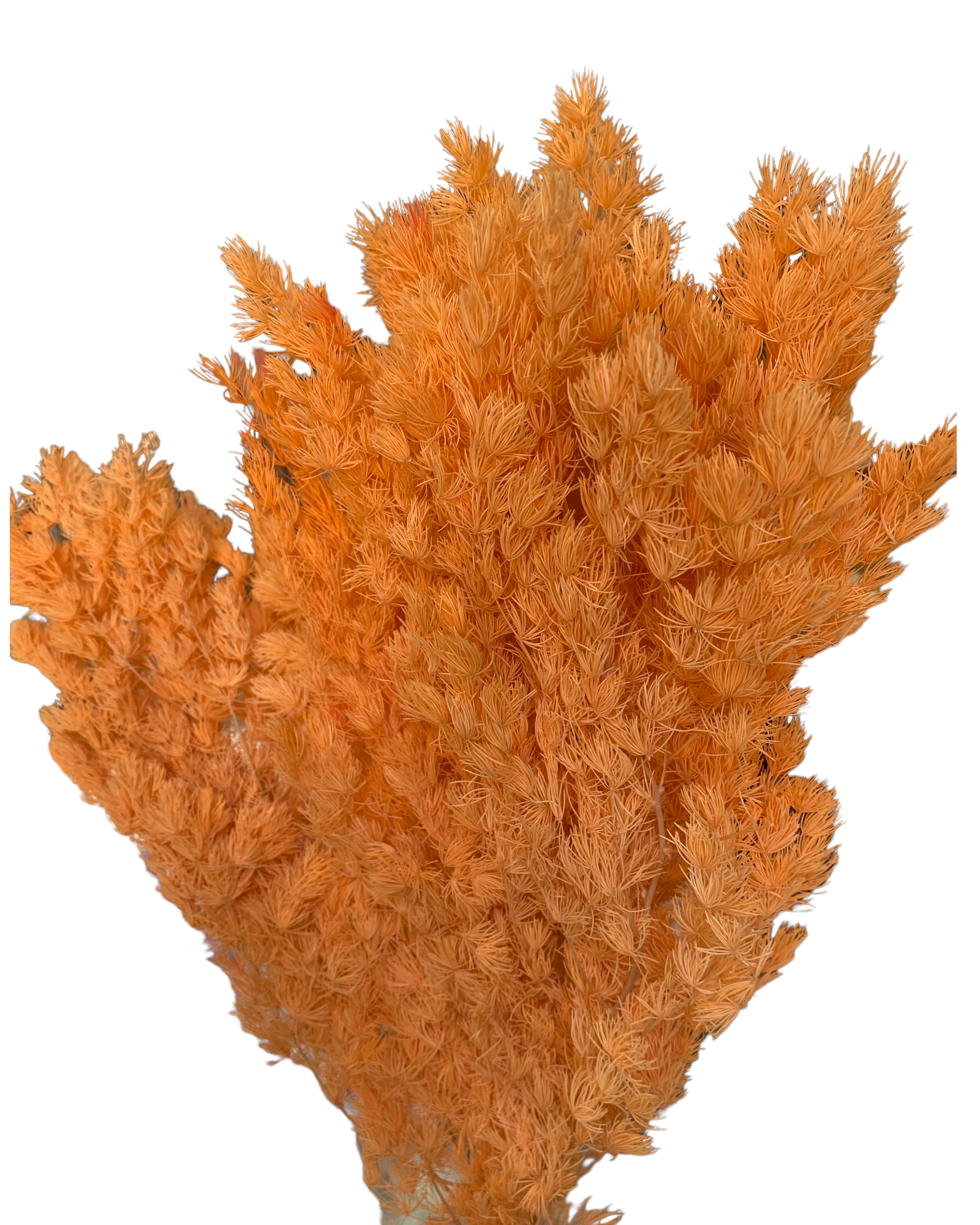 Ming Fern - Soft Citrus Orange